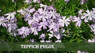 Teppich Phlox - Ein blühender Teppich für den Garten