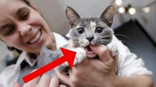 Why Does Your Cat Bite You and What You Can Do About This