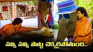 నవ్వి నవ్వి పొట్ట చెక్కలైపోతుంది... | Elephant Comedy | ETV