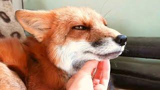 What it's Like to Live with a Fox (Or 3 Foxes, rather)
