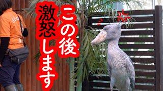 【これは珍しい】あることに怒っちゃうハシビロコウふたばちゃん!…名場面で綴る!ハシビロコウふたばちゃんとの思い出 part9。　掛川花鳥園のハシビロコウふたば