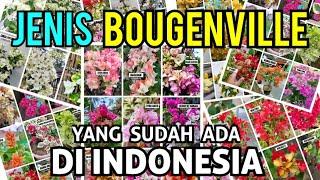 mengenal jenis bougenville yg sudah ada di Indonesia