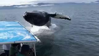 Humpback Soaks Alaska Whale Watchers During Close Encounter