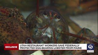 Utah restaurant workers spot federally-protected egg-bearing lobster, work quickly to save her