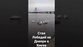 Стая Лебедей на Днепре в Киеве !