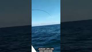 SENSASI STRIKE GOLDEN TREVALLY #jigging #lfl #mancing #fishing #viral #indonesia #daido #daiwa