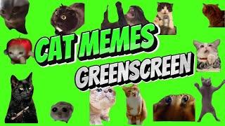 Cat Memes Green Screen 2|| chipi chipi chapa chapa cat