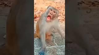 cute toucan  & monkey  funny #funnyvideos #toucan #monkey #viral #video #funny #cute #shorts