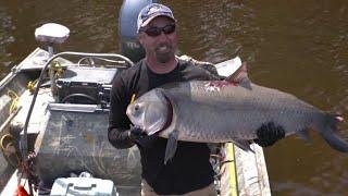 HUGE BUFFALO SHOT WHILE BOWFISHING! (compilation)