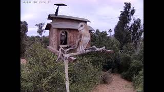 #OwletFinley Taking Flight.  Owl Box OSC - 6/10/23 - 7:59 pm