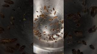 Easy way to trap cockroach #youtube #ytshorts #shorts #viral