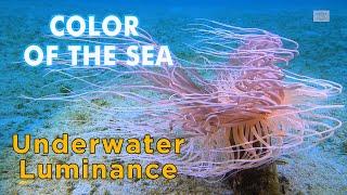 Color Of The Sea 4K Sony RX100IV Underwater Luminance 多色光海中影片