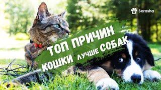  ТОП причин, по которым кошки лучше собак 