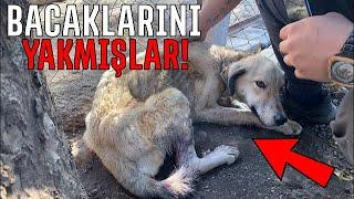 Bacaklarını Yakıp Kuyruğunu Kesmişler Ölüme Terk Edilen Yeni Köpeğim MAZLUM!