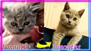 ️Growing up of the Scottish straight-eared kitten Mickey in 3 months, in two minutes video️