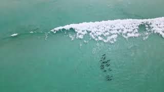 Dolphin pod chase  Shark