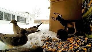 Mourning Doves taking shelter during a Snow Storm