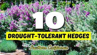  PRIVACY & DROUGHT? 10 Drought-Tolerant Hedges for Southern California! 