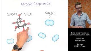 What is Aerobic Respiration?