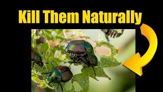 Kill Beetles and Bugs in the Garden Naturally
