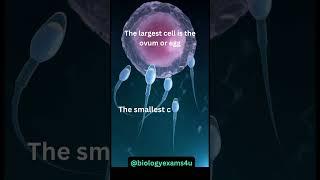 Largest and the Smallest Human Cell | Human Body 101| Human Body Facts #biologyexams4u #humanbody