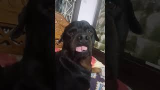 #rottweiler #aʟɪɢʜᴛᴍᴏᴛɪᴏɴᴀʟʟ