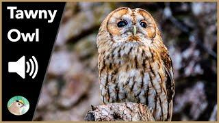 Tawny Owl - Sounds