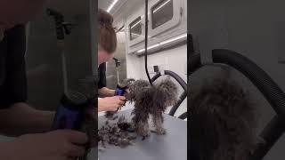 EXTREMELY MATTED Poodle Puppy!!