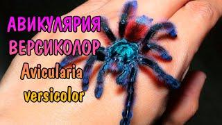 МОХНАТАЯ АВИКУЛЯРИЯ ВЕРСИКОЛОР. Avicularia versicolor