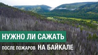 Нужно ли сажать лес после пожаров в Сибири: пример одной гари на Байкале