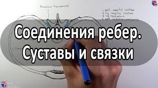 Анатомия суставов и связок ребер - meduniver.com