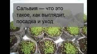 Сальвия — что это такое, как выглядит, посадка и уход