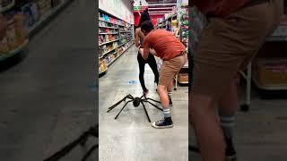 Giant spider prank gone wrong