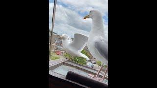 day 64 of feeding my pet seagull to gain his trust