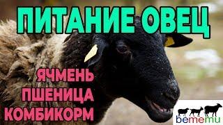 Питание скота. Ячмень. Пшеница. Комбикорм. Плющилка.