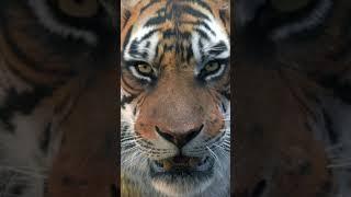 tiger follow him