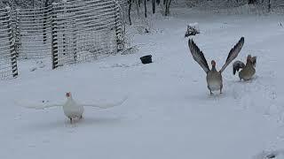 Flying Pilgrim Geese in fresh snow!