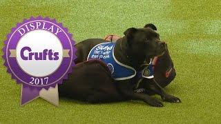 East Anglian Staffordshire Bull Terrier Display Team | Crufts 2017