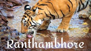 RANTHAMBHORE NATIONAL PARK - the best tiger safari in India!