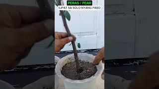 PERAS / PEAR #tutorialsvideo #gardening #plantslovers