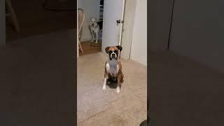 Boxer protects Husky from interogation