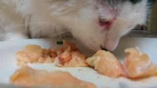 Fat Cat ASMR Eating Chicken Fat!!!!!!!!!!!!!