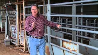 Cow-Calf Corner: 3 Stages of Calving (8/29/15)