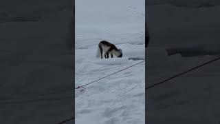 Arctic Fox Changing Its Winter Coat