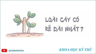 #Giaoductieuhoc – KHOA HỌC KÝ THÚ – LOÀI CÂY CÓ RỄ DÀI NHẤT