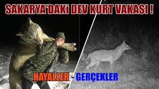 SAKARYA'DAKİ DEV KURT VAKASI ! ( BU İNEKLERİ NE YİYOR ) ARTIK PES ETTİM ! ( HAYALLER VE GERÇEKLER )