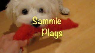 Sammie Plays Intro