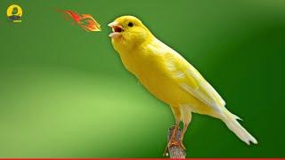 A Special Canary to Seduce All The Canaries - The Belgian Singing Canary - LV17