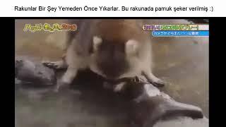 RAKUN VERİLEN PAMUK ŞEKERİ YIKAMAYA ÇALIŞTI