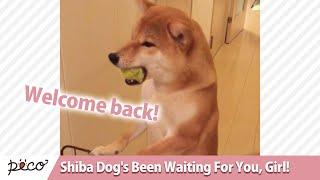 She's Back! And Shiba Dog is Overjoyed